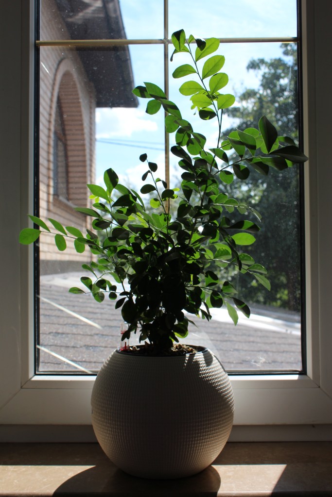 Дизайн загородного дома в стиле Арт-деко
нежные оттенки, натуральное дерево, кирпич в интерьере
синий цвет стен, стулья с ветками индивидуального дизайна, каскадная люстра
мебель estetica
by alessandra grigoreva